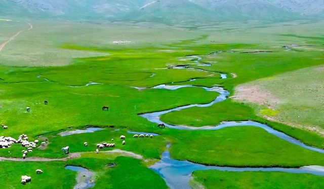 Van'daki Alendeşt Yaylası, menderesleri ve sarı çiçekleriyle büyülüyor