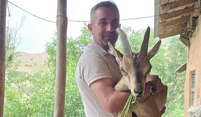 Van Bahçesaray’da bitkin dağ keçisine şefkat eli