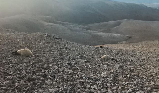 Van’da Kurt Saldırısı: 55 Koyun Telef Oldu, 20 Koyun Yaralı