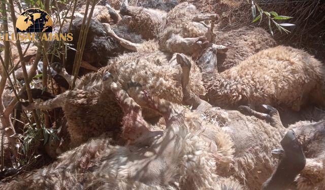 Van’da 335 koyun uçurumdan düşerek telef oldu