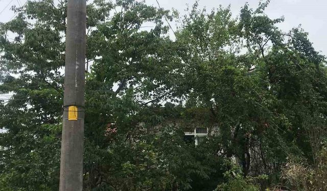 Ağaçların içinden geçen elektrik telleri tehlike saçıyor