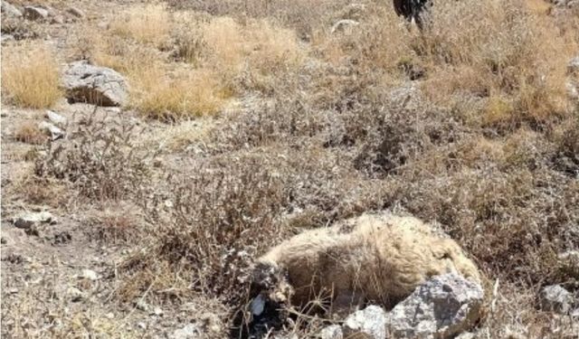 Van'da kurt saldırısı: Onlarca koyun telef oldu
