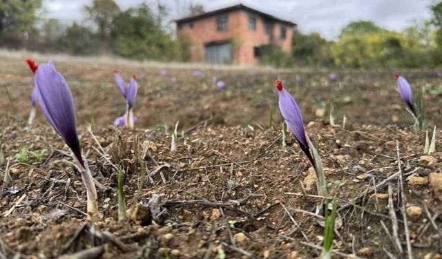 Dünyanın en pahalı baharatı erken çiçek açtı