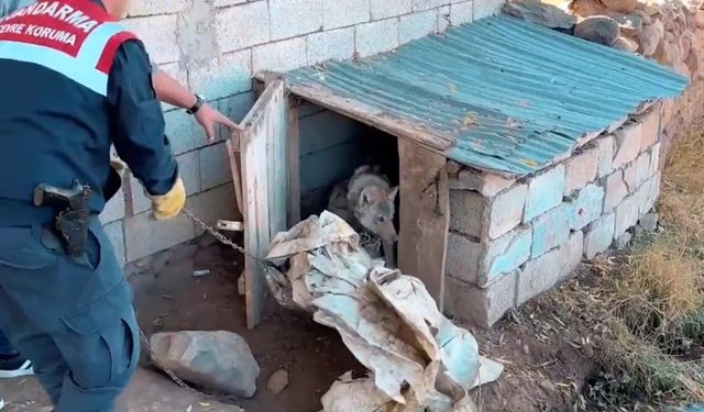 Van’da kurdu zincirle bağlayan şahsa 81 bin TL ceza!