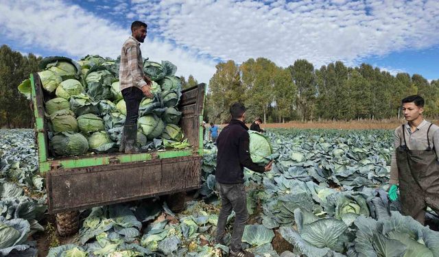 Erciş'te lahana hasadı zamanı