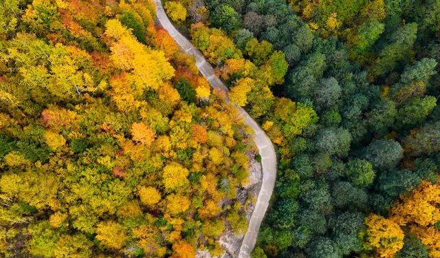 “Örümcek Ormanları’nda sonbahar büyüsü: Renkler adeta dans ediyor”