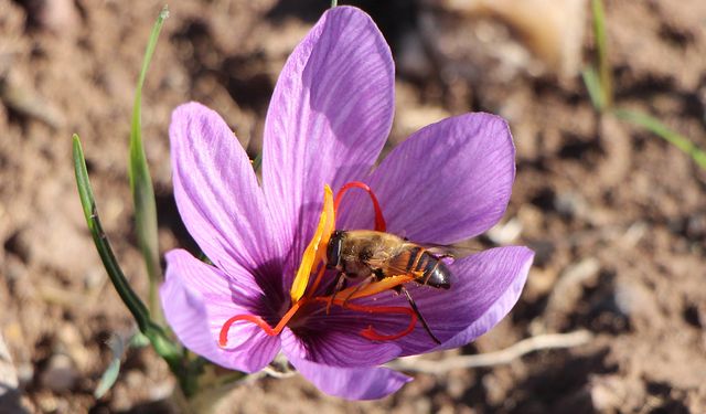 Dünyanın en pahalı baharatı safranın 1 gramı 500 TL