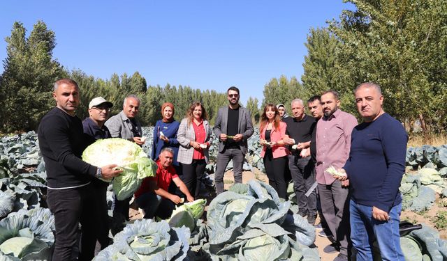 Van’ın tescilli lezzeti Erciş Lahanası ilk denetimden tam not aldı