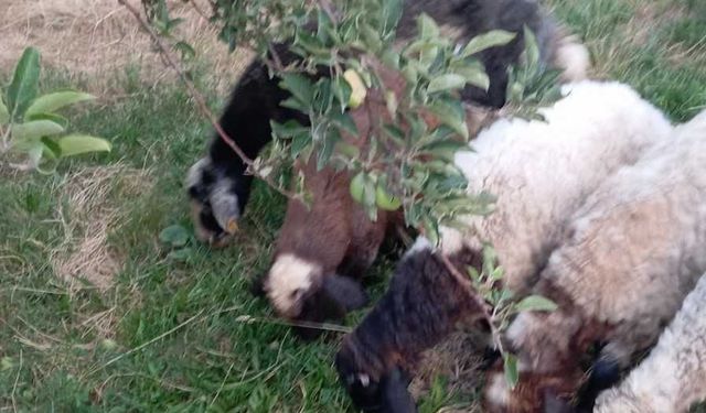 Van’da 6 koyun kayboldu: Vanlı çiftçinin umutlu bekleyişi sürüyor