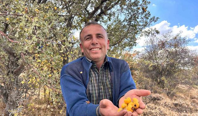 Alıç Meyvesine Yoğun İlgi