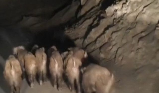 Van'da mahalleye inen domuz sürüsü şaşkınlık yarattı