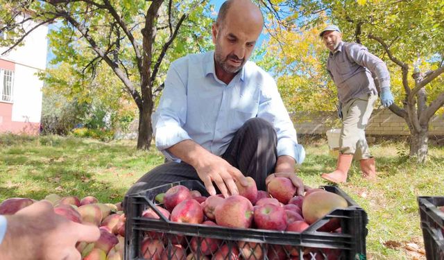 Van'da kışlık elma hasadı