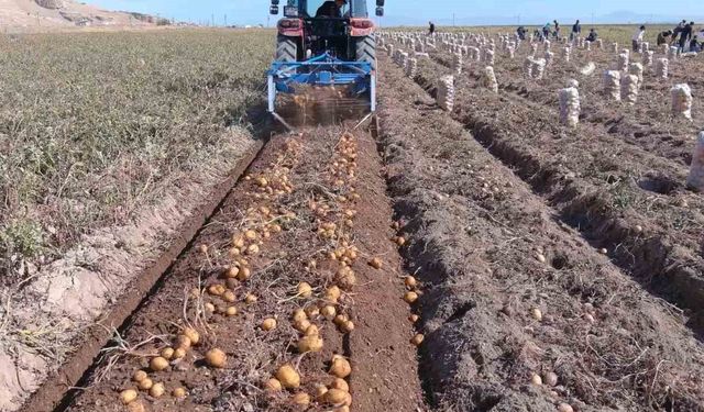 Erciş’te patates hasadı başladı