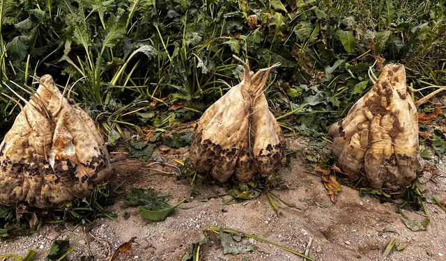 Hasadı yapılan 24 kiloluk şeker pancarları şaşırttı