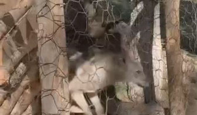 Van’da Doğa Koruma Operasyonu: Kafesteki Kurt Özgürlüğüne Kavuştu