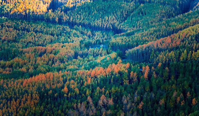 Kayseri’deki saklı hazine: Ortaseki Ormanları