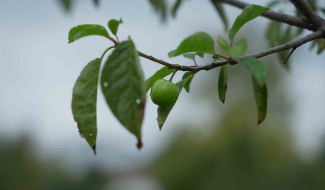 Kış ayına günler kala çiçek açıp, meyve verdi