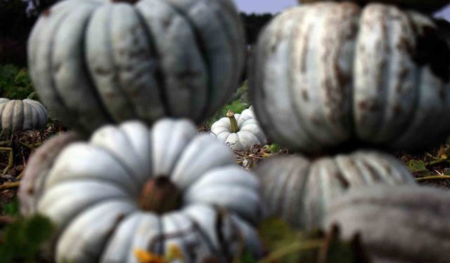 Lezzetiyle Hem Ülkeyi Hem Dünyayı Fethediyor