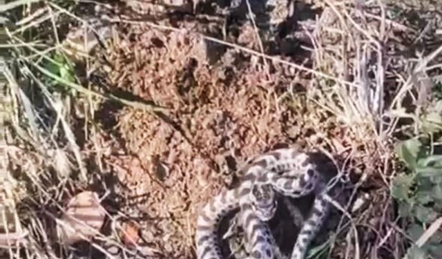 Mantar ararken dünyanın en zehirli yılanlarından biriyle karşılaştı