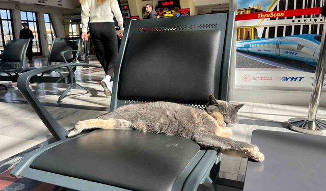 Soğuk Havadan Kaçan Kedi, Yolcuların Kalbini Isıttı