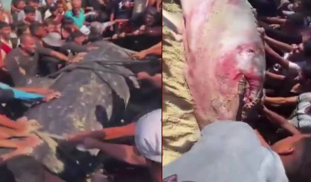 Gazze'de yaklaşık 10 metre uzunluğundaki dev balık karaya vurdu