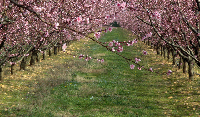 Tarım sigortası bulunmayan çiftçilere 707 milyon lira destek ödemesi yapıldı