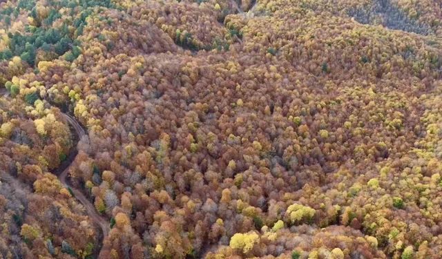 Bolu, sonbahar renklerine büründü