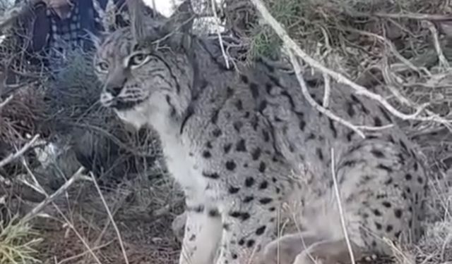 Van’ın Gevaş ilçesinde vaşak görüntülendi
