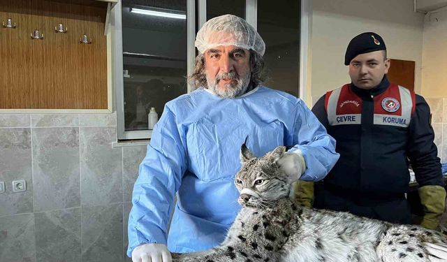 Van’da bitkin halde bulunan vaşak tedavi altına alındı