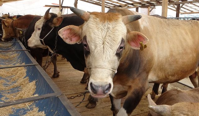 “Deli dana” endişesi yeniden gündemde: Uzmanlardan uyarı!