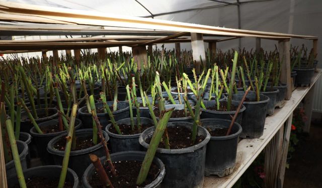 Van’da fideler dikilmeye başlandı