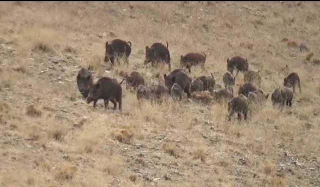 Van’da domuz sürüsü yerleşim alanlarına indi!