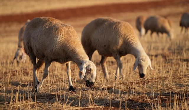 Medya dünyasından hayvancılığa: İstanbul stresini bırakıp köyde huzuru buldu
