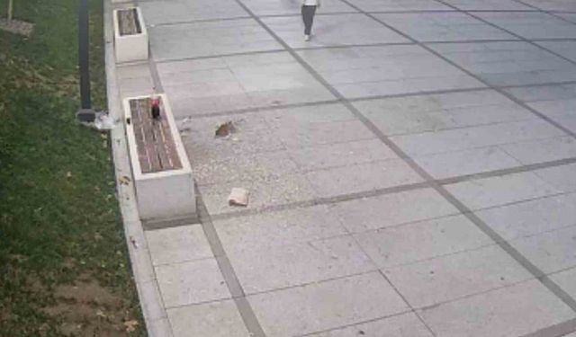 Çekirdek keyfi pahalıya patladı