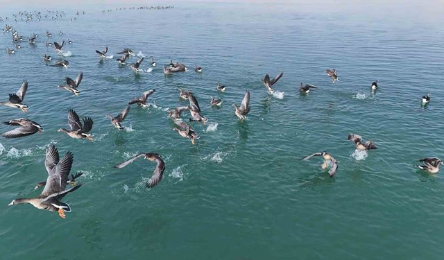 Erçek Gölü’nün yeni misafirleri küçük sakarcalar havadan görüntülendi