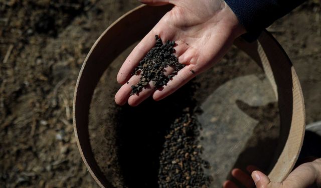 Gürpınar’da 5 bin yıllık arpa taneleri bulundu