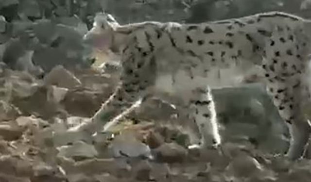 Hakkari’de vaşak görüntülendi