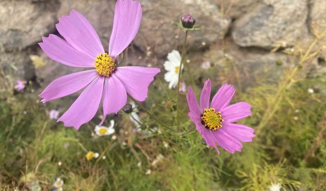 Kasım ayında açan çiçekler şaşırttı