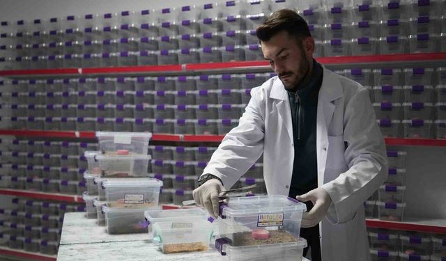 Niğde’den dünyaya ’akrep zehri’ ihracatı