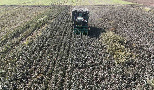 Pamuk üreticileri kuraklıktan olumsuz etkilendi