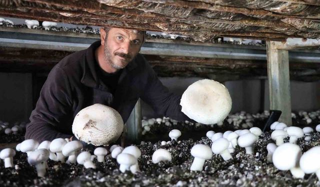 Yılın son mantar hasadı başladı