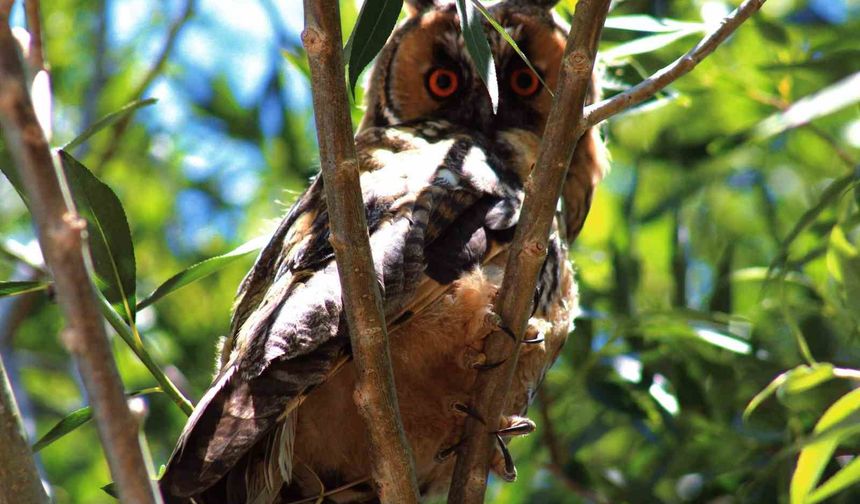 Van'da  kulaklı orman baykuşu görüntülendi