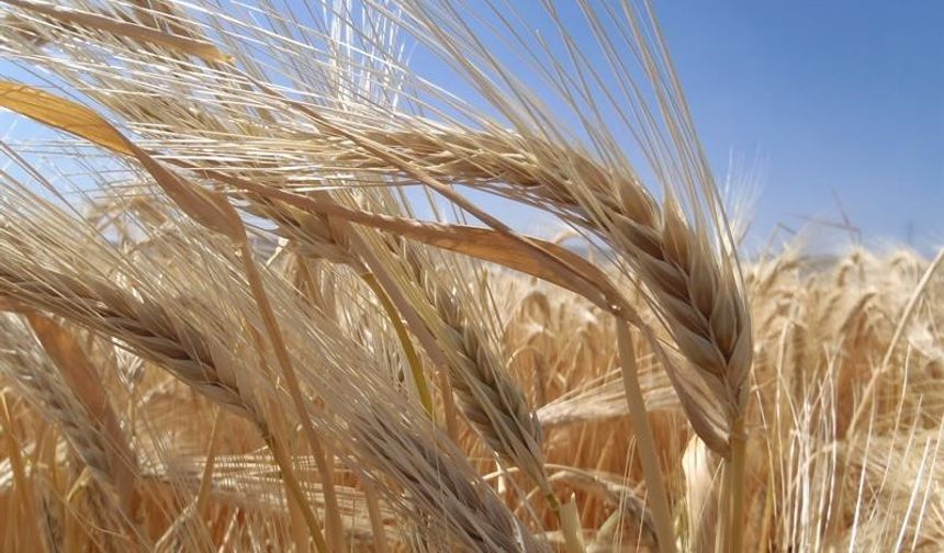 TMO duyurdu: Kuraklık arpa ekimini artırdı