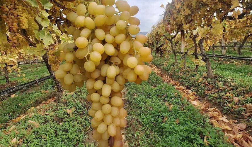 Dalında üzümler 5 aydır tazeliğini koruyor