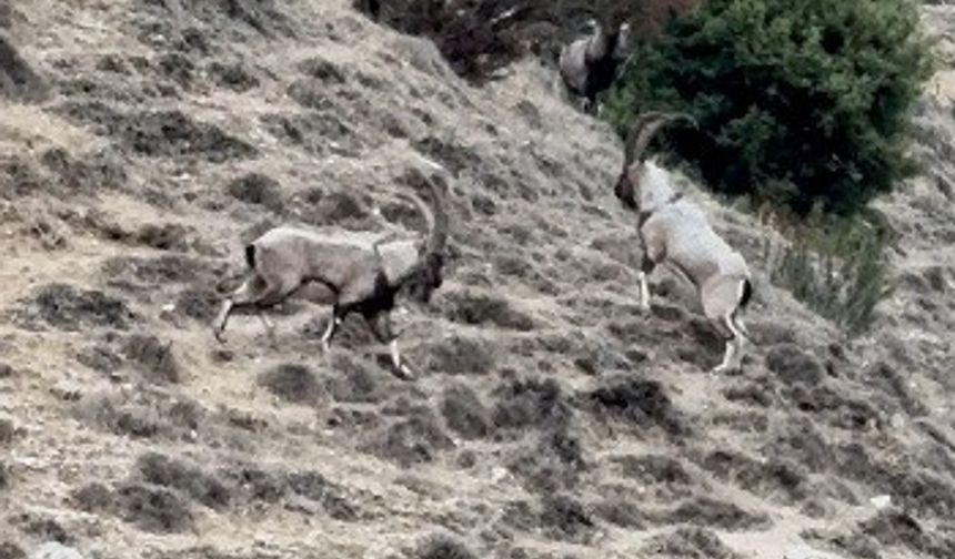 Tekelerin liderlik kavgası kamerada