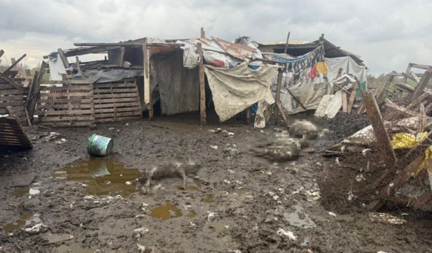 Başıboş köpekler koyun sürüsüne saldırdı: 10 hayvan telef oldu