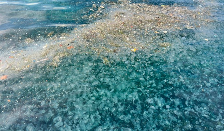 Hayrete düşüren görüntü: Binlercesi kıyıya vurdu