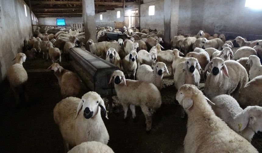 Babasıyla tartıştı, kendi sürüsüne sahip oldu