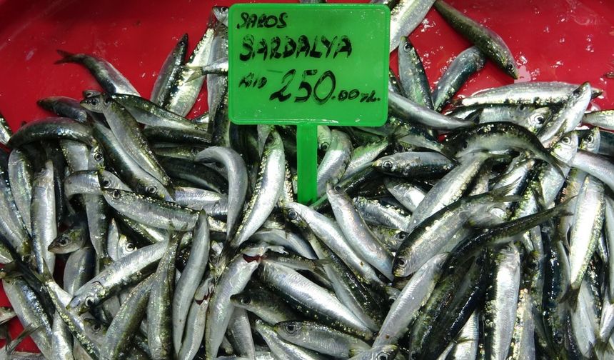 Hamsi bolluğu av baskısı oluşturdu