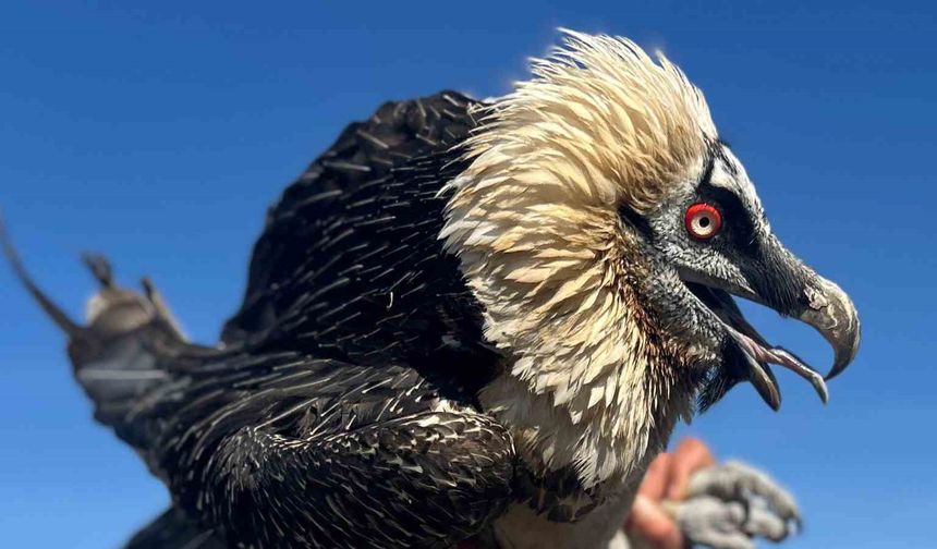 Van’da tedavi edilen yırtıcı kuşlar doğal yaşam alanına salınıyor